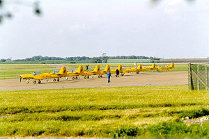 Fireflies on apron